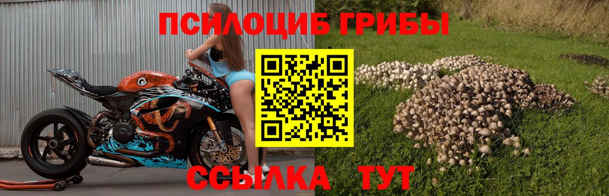 Галлюциногенные грибы Cubensis Аргун